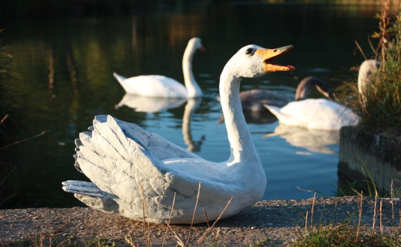 Schwan am Weiher