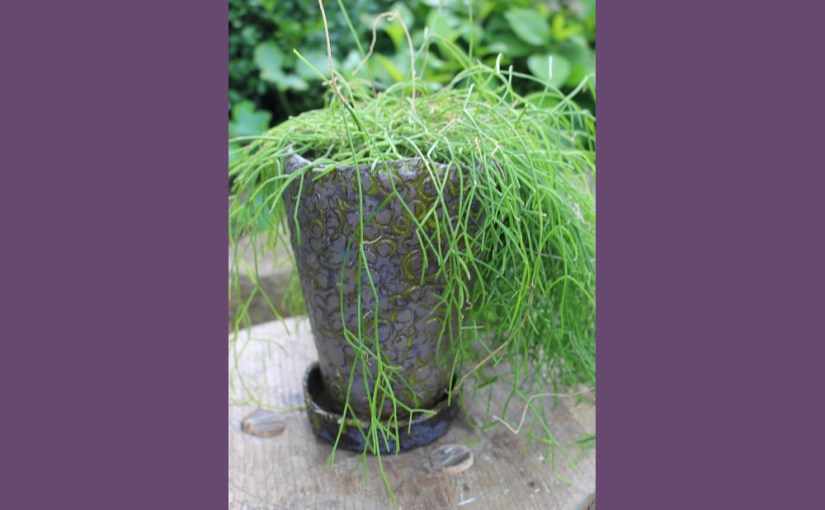 Blumentopf mit passender&nbsp;Pflanze