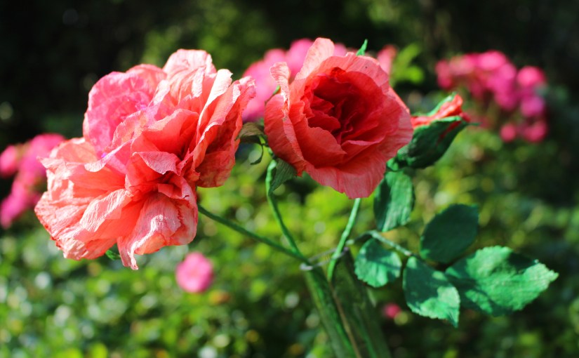 Von der Knospe zur offenen&nbsp;Blüte