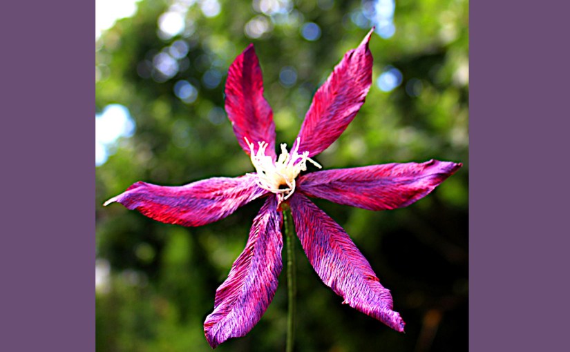 Clematis aus Krepppapier