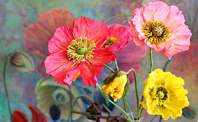 Islandmohn vor Mohnbild