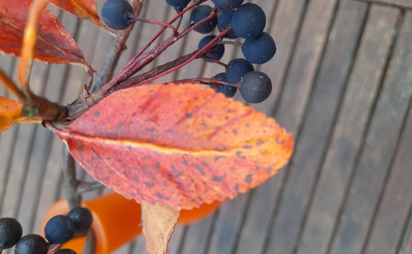 Aronia im Herbst