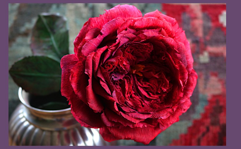 Tiefrote englische Rose