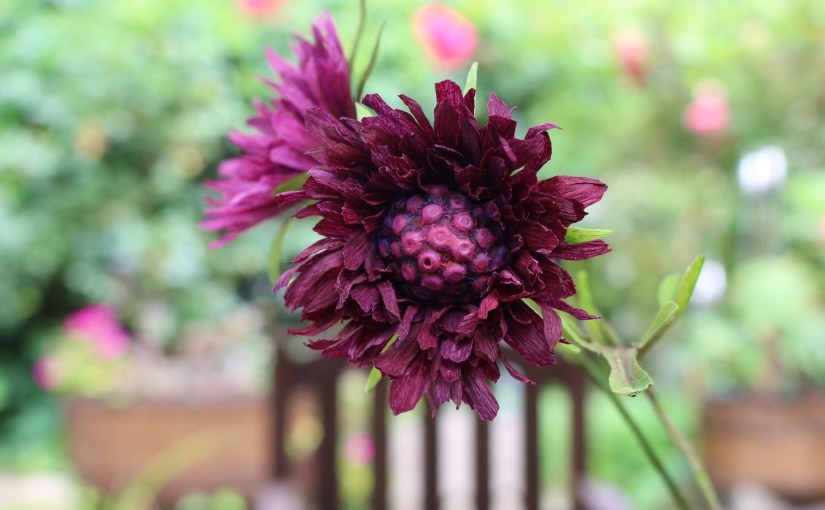 Tagesworkshop Skabiosen