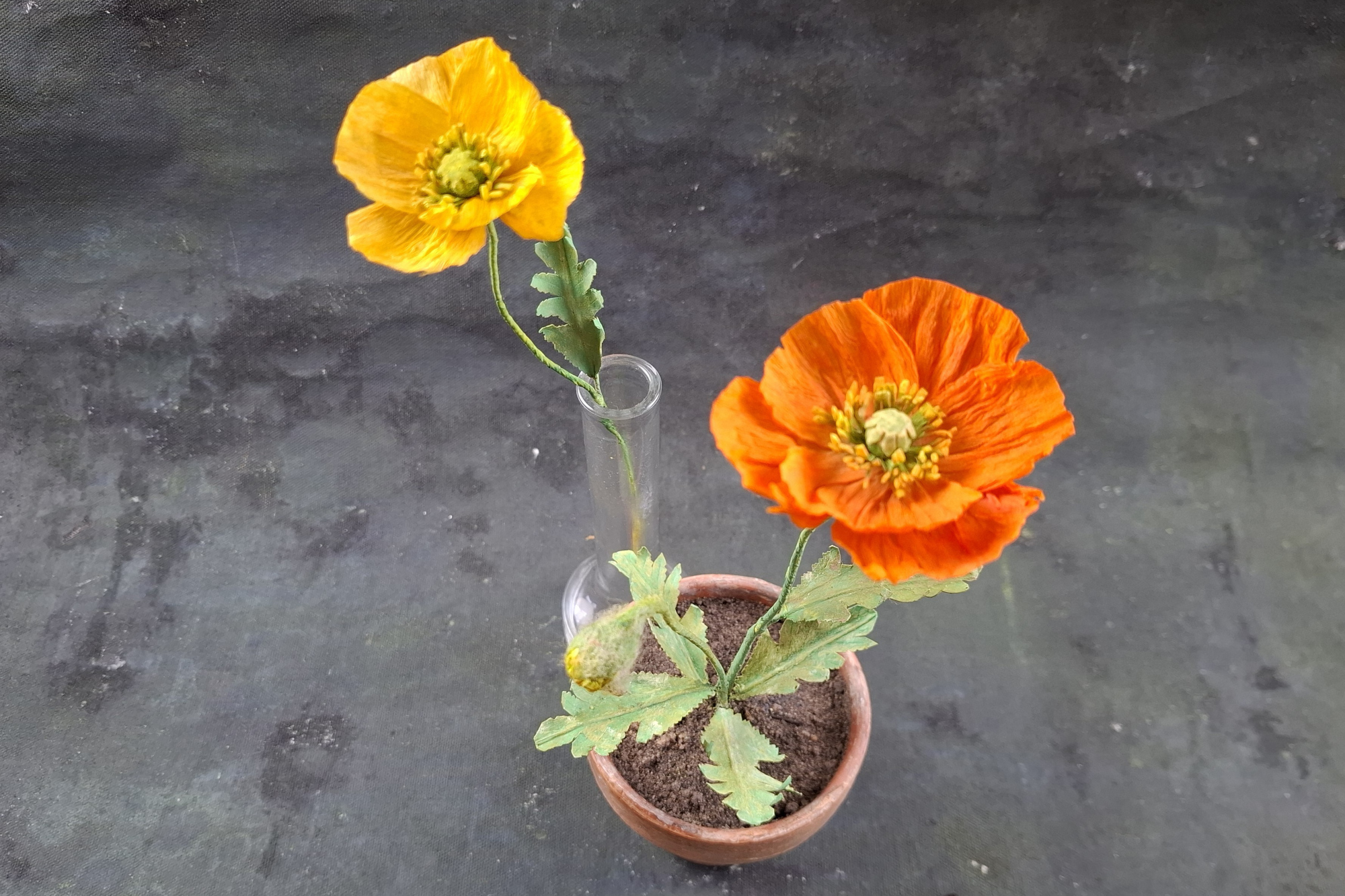 kal. Mohn gelb und orange