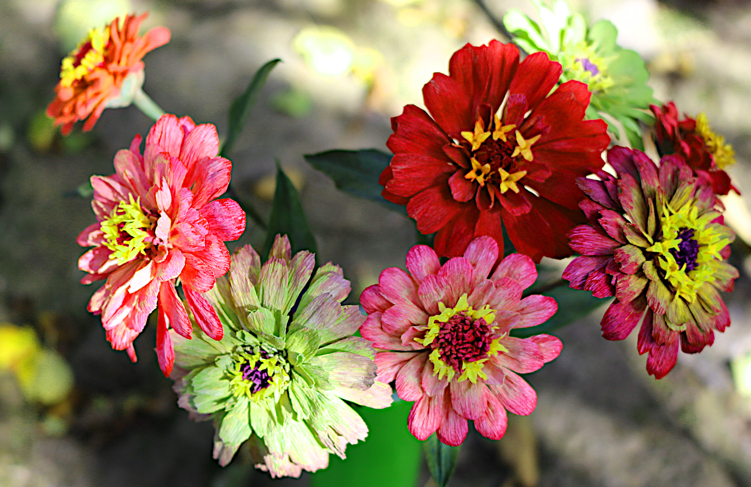 Zinnien