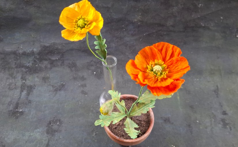 Kleiner kalifornischer Mohn eingekastelt oder&nbsp;eingepflanzt